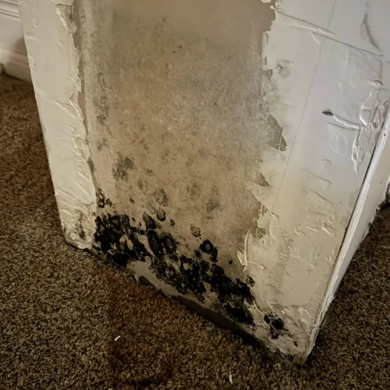 Professional Mold Removal in Union Gap, WA